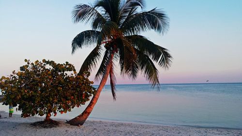 Trees at beach against sky at dusk