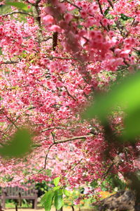 Low angle view of pink flowers on tree