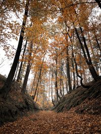 Trees in forest during autumn