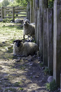 Portrait of sheep on land