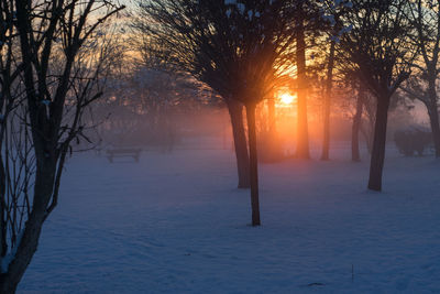 Bare trees on snow covered land during sunset