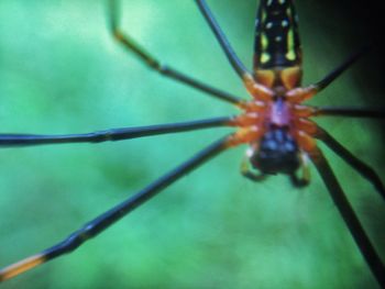 Close-up of spider on web