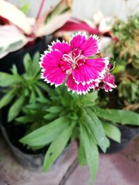 Close-up of pink flowers