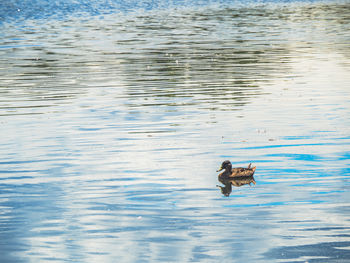 Duck swimming in lake