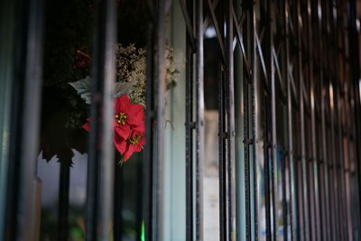 Close-up of red flower on window