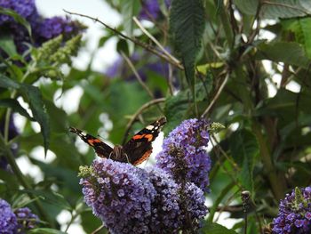 Close-up of butterfly pollinating on flower