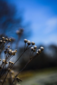 Close-up of wilted plant