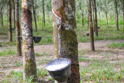 Vietnam rubber tree,tapping latex rubber,latex extracted from rubber tree source of natural in  asia