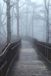 Footbridge amidst trees in forest during winter