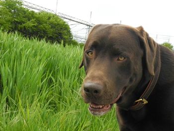 Dog standing on grassy field