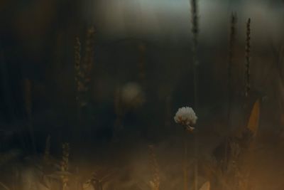 Close-up of flowering plants on field