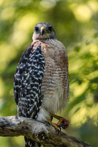 Close-up of owl perching on branch