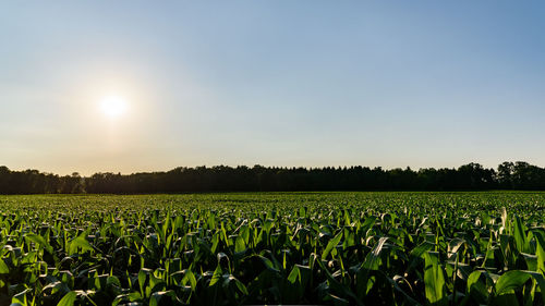 Scenic view of agriculture field against sky
