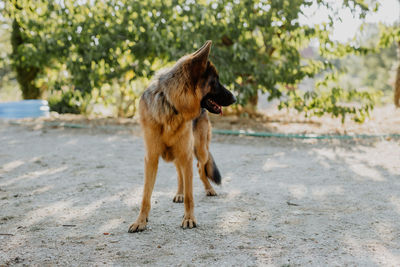 Dog running on beach