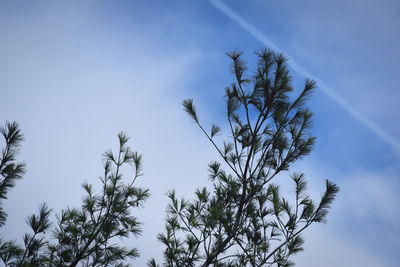 Low angle view of tree against sky