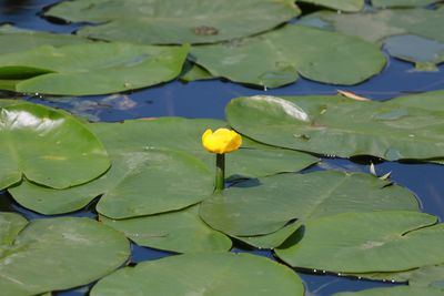 Lotus leaves floating in pond
