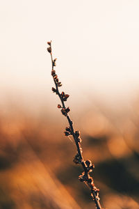 Close-up of plant