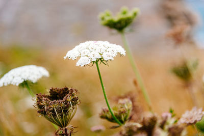 Wild white flower background. yarrow, achillea achillea millefolium