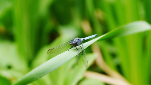 Close-up of damselfly on plant