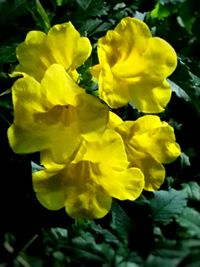 Close-up of yellow flower