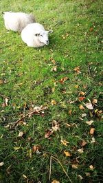 High angle view of dog on field