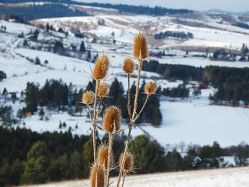 Close-up of plant with field in the background during winter