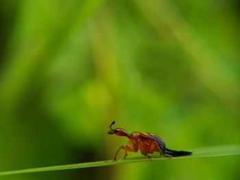 Close-up of insect on plant