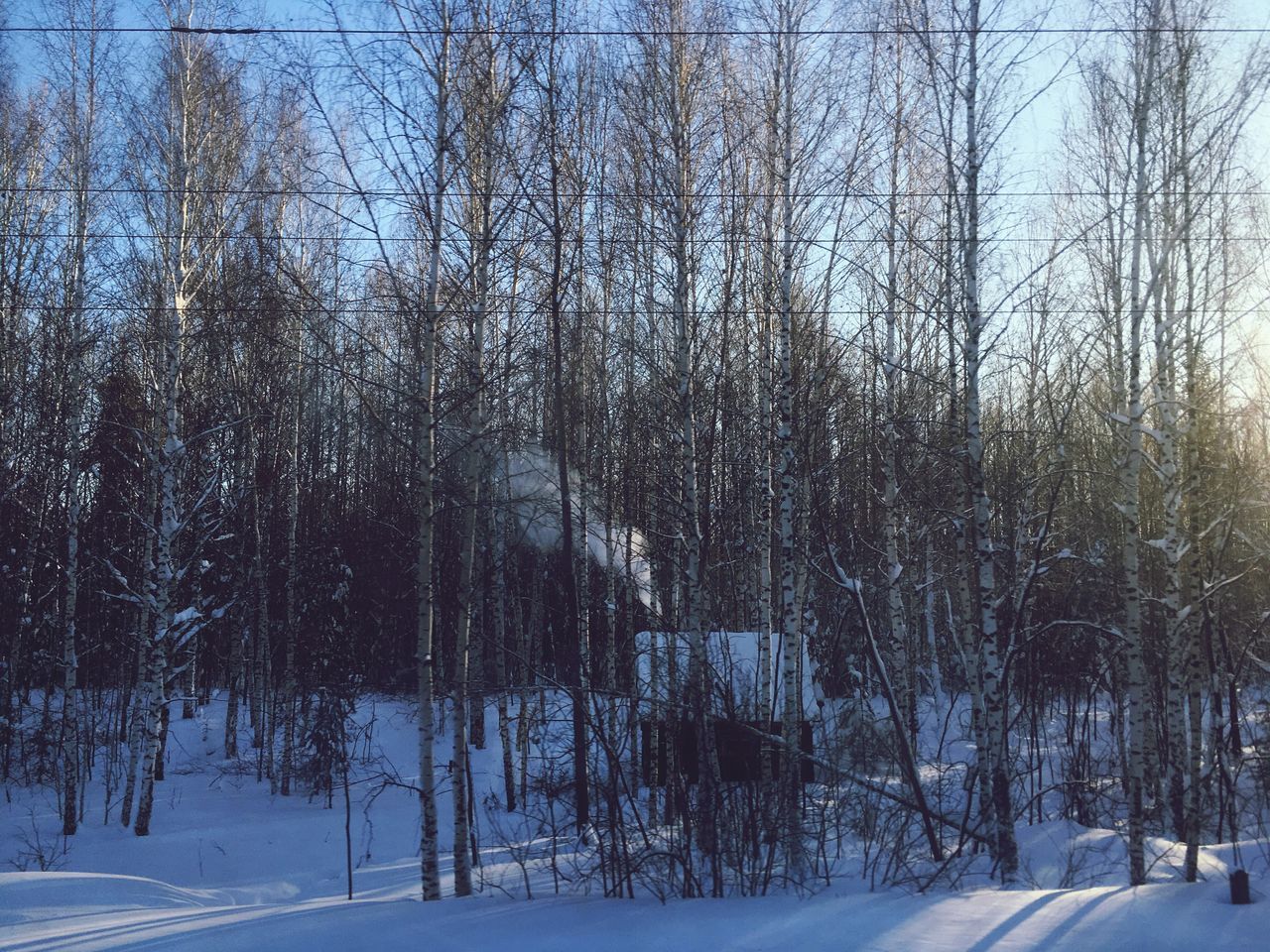 tree, snow, winter, cold temperature, nature, beauty in nature, forest, tranquility, no people, outdoors, scenics, day, bare tree, sky, snowing, branch