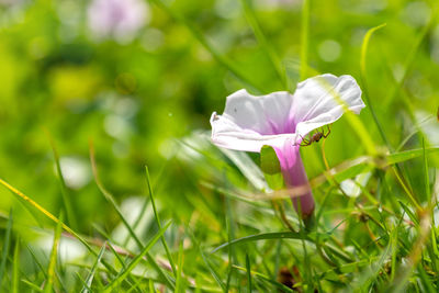 Close-up of purple flowering plant on field