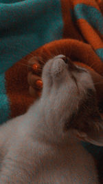 Close-up of cat sleeping