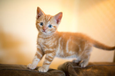 Portrait of ginger cat