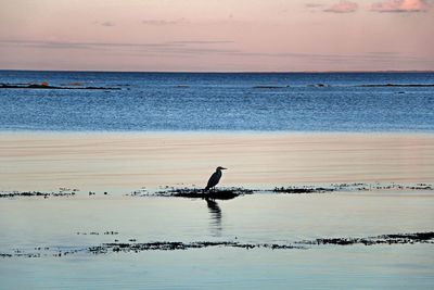 Silhouette man on beach against sky during sunset