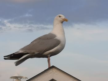 Seagull perching on a bird