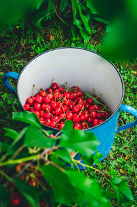 High angle view of strawberries in bowl on field