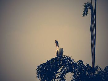 Low angle view of birds perching on tree