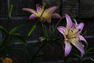 Close-up of pink flowering plant