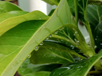 Close-up of water drops on green leaves during rainy season