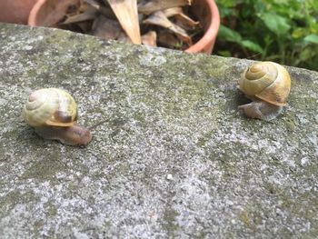 Close-up of snail