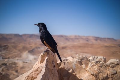 Bird perching on rock against sky