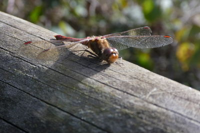 Close-up of insect on wood