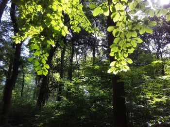 Low angle view of trees in forest