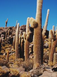 Cactus growing at desert against clear blue sky