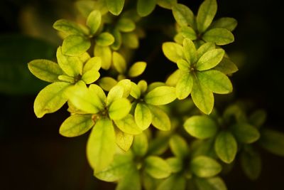 Close up of leaves