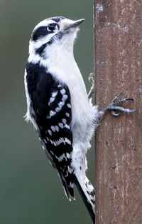 Downy woodpecker on a wooden suet feeder