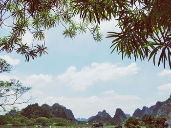 Low angle view of trees against sky