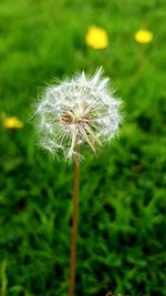 Close-up of dandelion on field