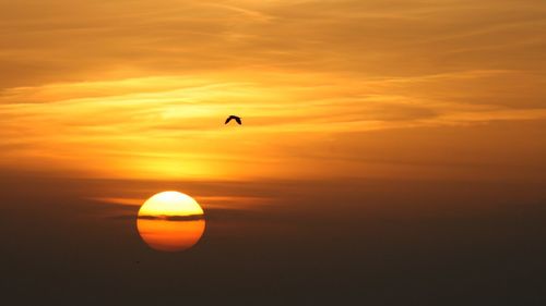 Silhouette bird flying in sky during sunset