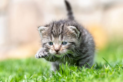 Portrait of kitten in a field