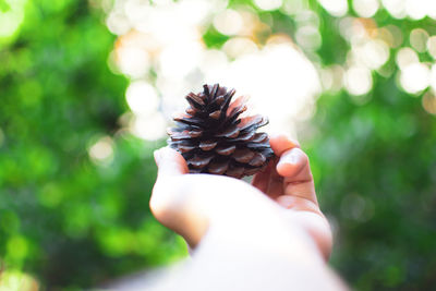 Close-up of hand holding pine cone