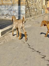 Dog running in a city